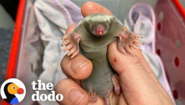 Tiny Baby Mole Found By Gardener Turns Into Such A Character