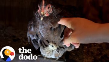 Tiny Chicken Raised A Peacock Four Times Her Size