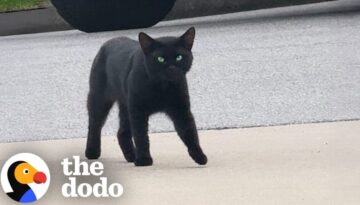 Black Cat Decides Not To Be A Stray One Day..