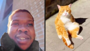 Cat Is Tired of Pretending