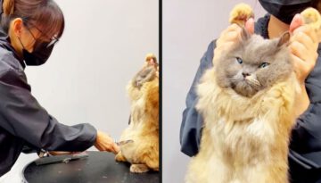 Cats Are So Done With Us