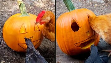 Chickens Are So Talented