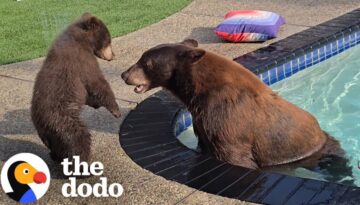 Couple’s New House Comes With A Family Of Bears