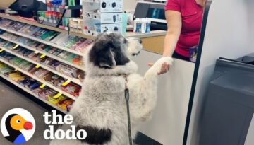 Great Pyrenees Walks Himself To CVS