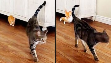 He Tried A Sneak Attack