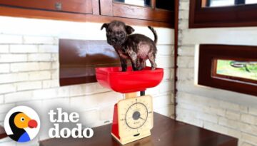 Mangy Puppy Found In A Chicken Pen Looks Like A Different Dog