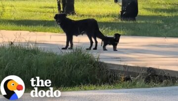 Stray Dog Kept Bringing This Family Her Puppies To Babysit