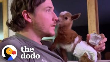 Tiny Baby Goat Snuggles With Her Dog Brothers