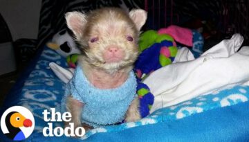 Tiny Little Nugget Turns Into A Puppy — And Then A Wild Man