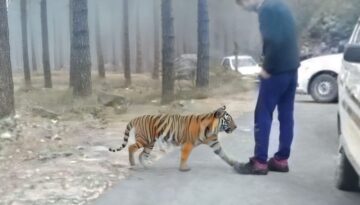 10 Shocking Tiger Encounters Caught on Camera