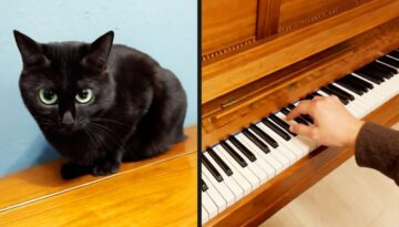 Cat Thinks It’s A Piano