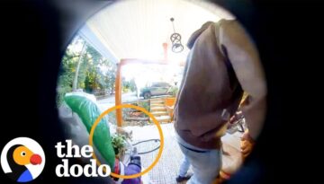 Couple Realizes The Coyote Following Them Isn’t What It Seems