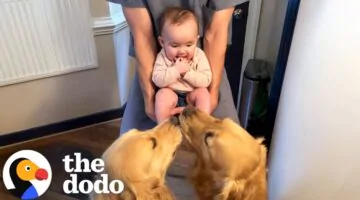 Dog Brothers Love Sharing Toys With Newborn Baby Sister