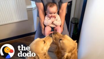 Dog Brothers Love Sharing Toys With Newborn Baby Sister