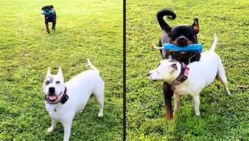 Dog Has Zero Survival Skills