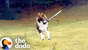 Dog Is REALLY Obsessed With Sword Fighting With Her Humans