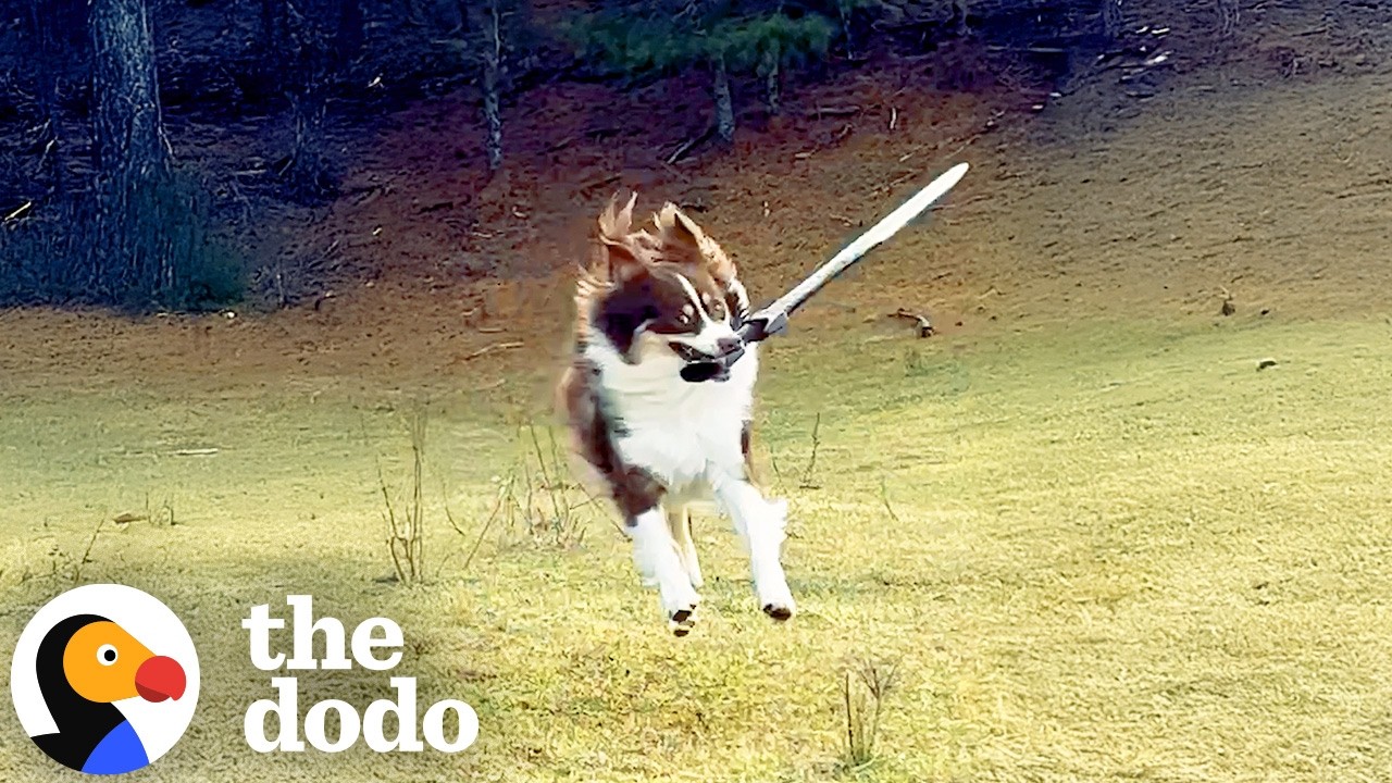 Dog Is REALLY Obsessed With Sword Fighting With Her Humans