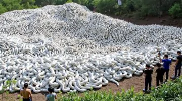 Incredible Moments Caught on Camera