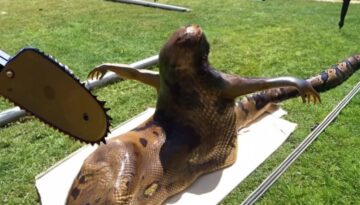 Wait For It… You Won’t Believe Your Eyes!