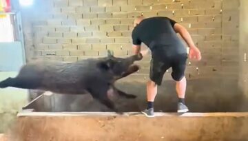 When Nature Goes Crazy — Animal Moments You Must See!