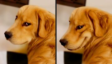 The Funniest Dog Videos Ever (Part 2)